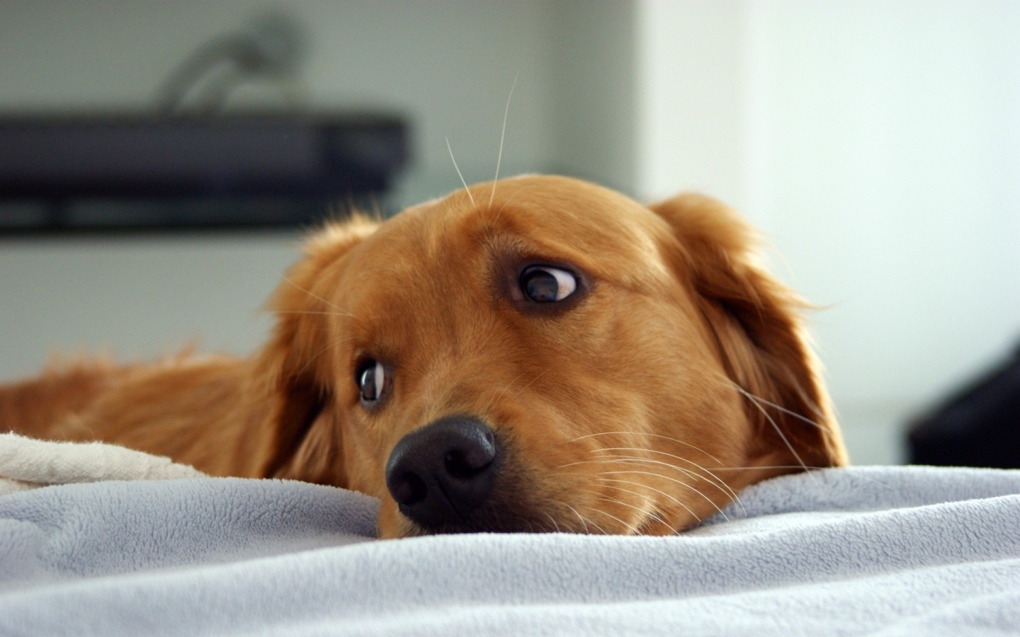 Veterinary care